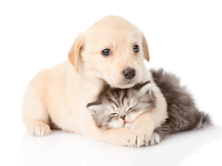 Featured image of post Imagens Cachorro E Gato Png Filhote de cachorro marrom e gato de p lo longo branco marrom e preto dog cat puppy pet sitting